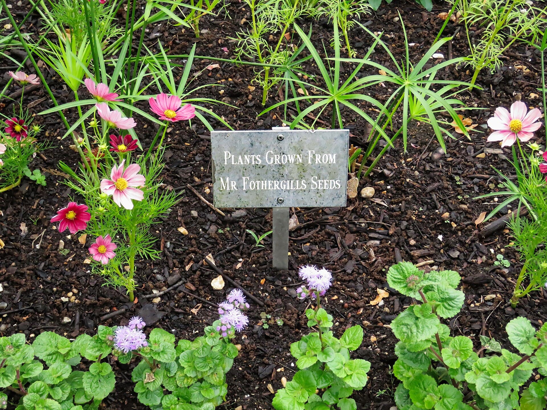 Massif de vivaces et de graminées en pleine floraison