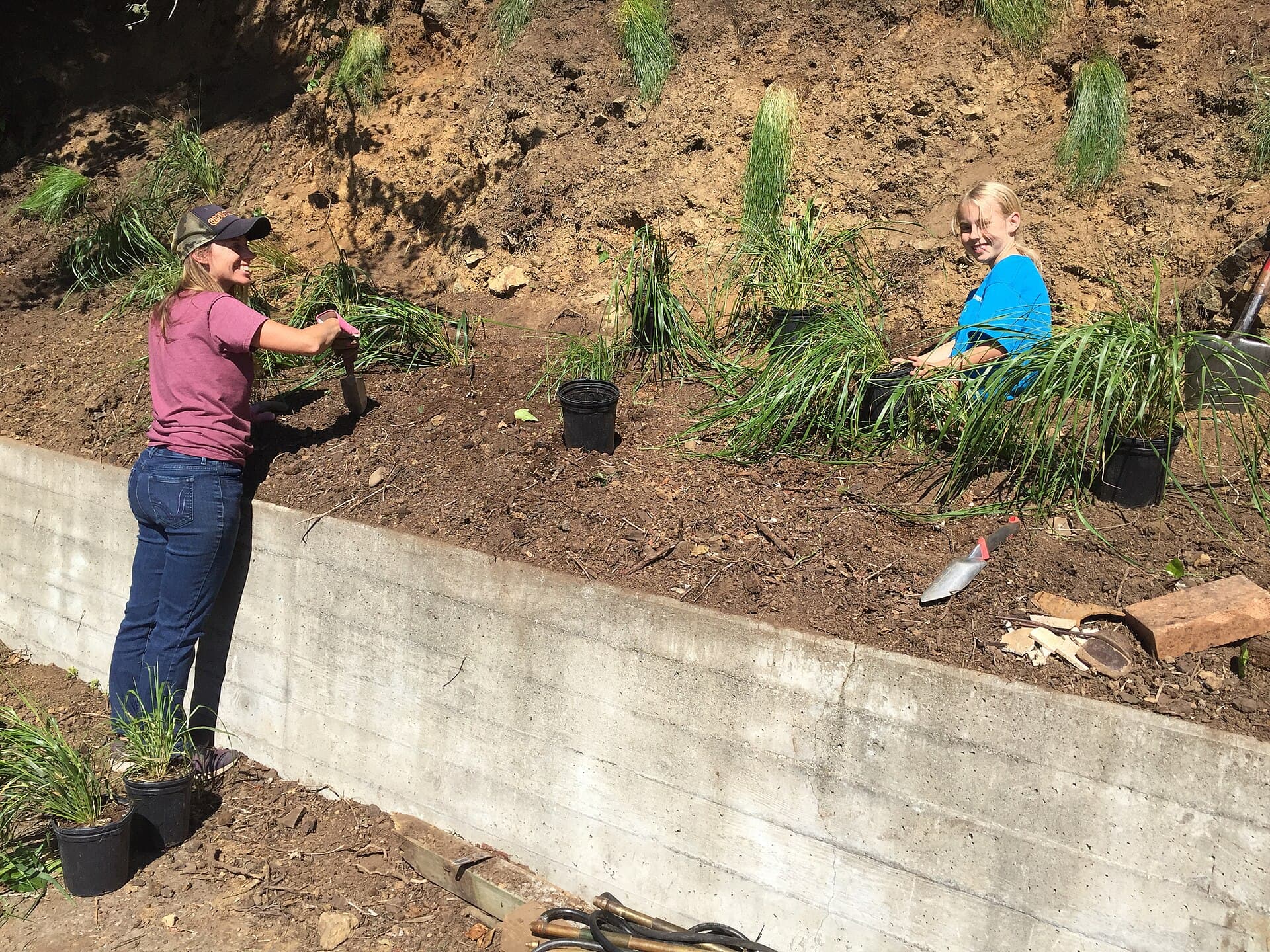 Plantation d'arbustes et de vivaces sur un chantier d'aménagement