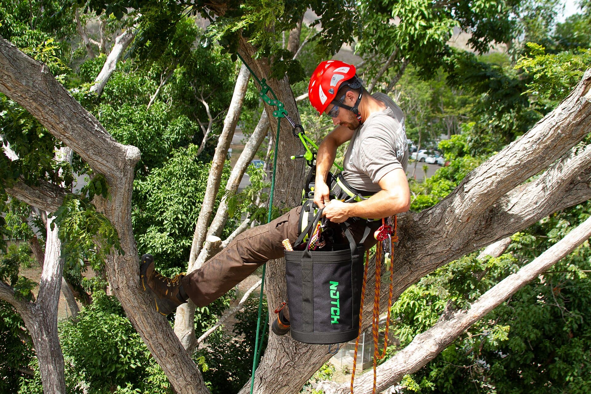 Élagueur grimpeur en action sur un arbre dans le Val-d'Oise